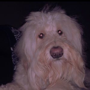 Meet your Posher, Jaki